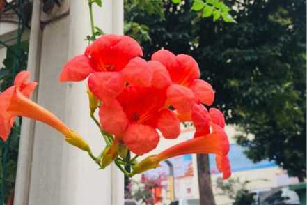 凌霄花