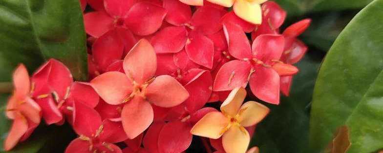 龙船花怎么养,龙船花照片 龙船花怎么养,龙船花照片