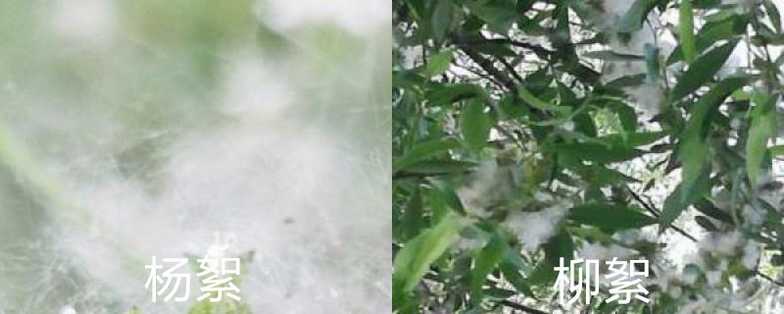 杨絮和柳絮的区别 杨絮和柳絮的区别
