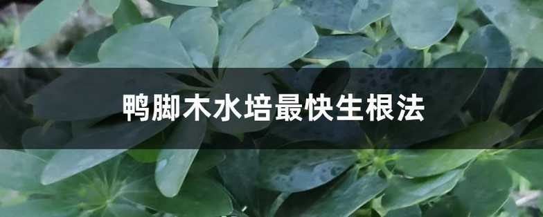 鸭脚木水培最快生根法