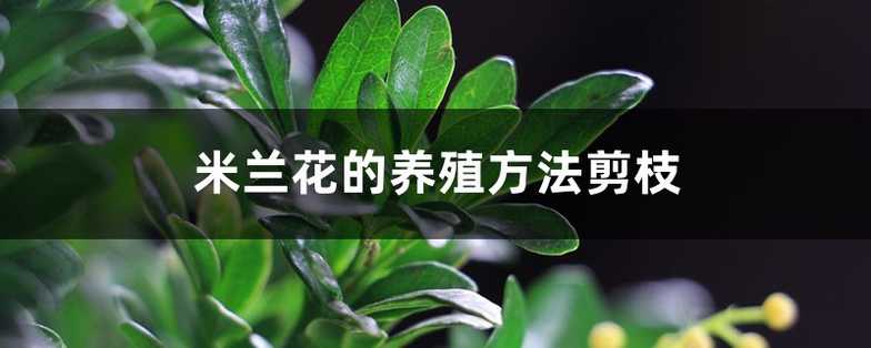 米兰花的养殖方法剪枝 米兰花的养殖方法剪枝