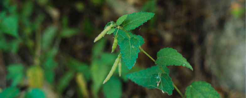 麻是什么植物