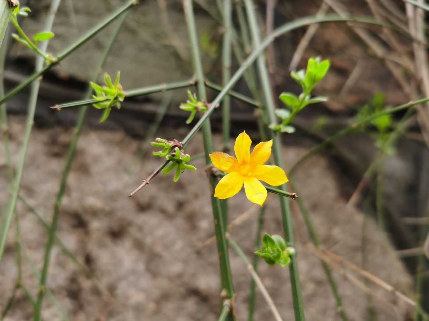 迎春花