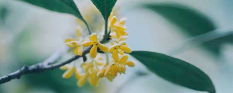 双鸭山适合养什么花，市花和市树是什么