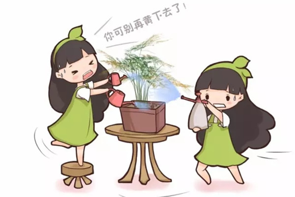 文竹叶子老发黄?咔咔几下,再也没黄过 文竹叶子老发黄?咔咔几下,再也没黄过