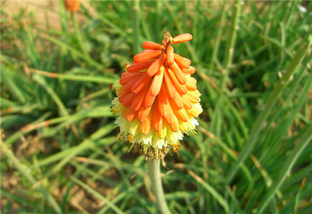 火炬花叶子发黄是盆土通气性差所致