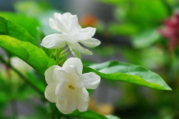 茉莉花烂根了怎么办 茉莉花烂根了怎么办