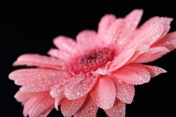 非洲菊烂根怎么办 非洲菊烂根怎么办