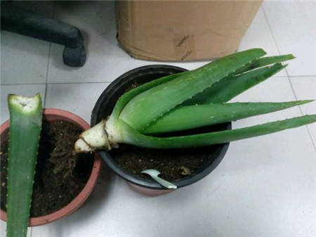 芦荟烂根了怎么办 芦荟烂根了怎么办