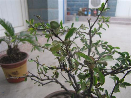 海棠花 海棠花