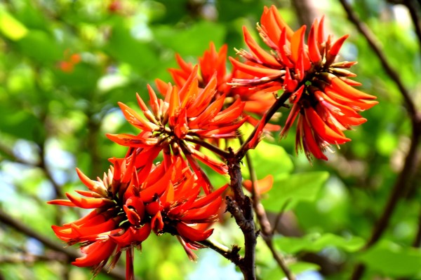 龙牙花的病虫害及其防治 龙牙花的病虫害及其防治