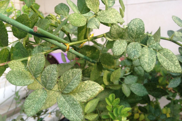 蔷薇花叶子发黄怎么办 蔷薇花叶子发黄怎么办