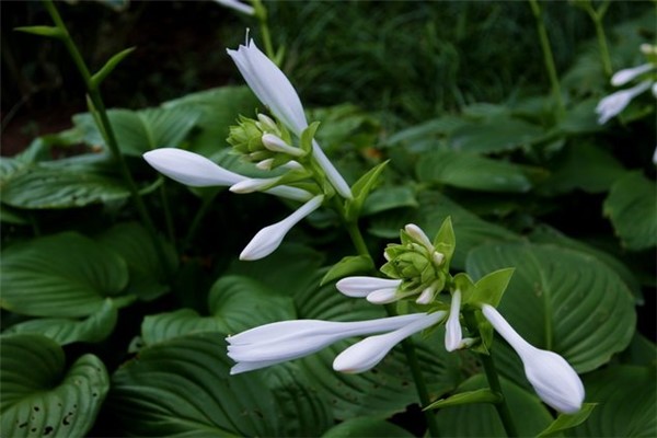 玉簪花的病虫害及其防治 玉簪花的病虫害及其防治