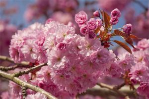 海棠花虫害及防治大全