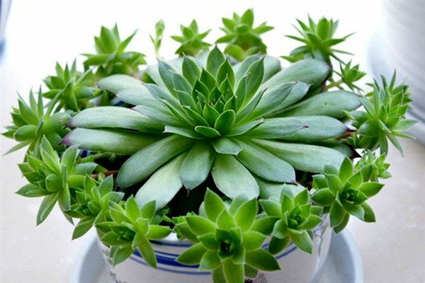 佛座莲的虫害及防治方法 佛座莲的虫害及防治方法