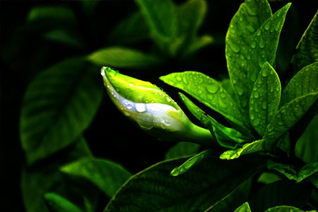栀子花叶子发黄处理方法