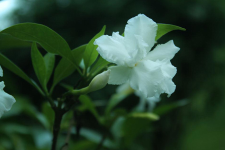 栀子花合理施肥