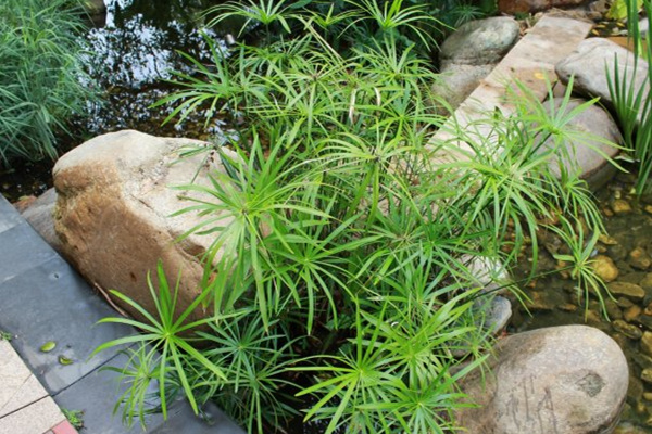 旱伞草(水棕竹)叶子发黄怎么办 旱伞草(水棕竹)叶子发黄怎么办