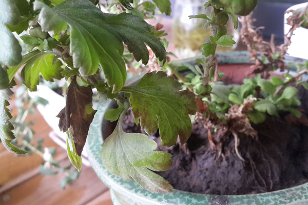 菊花叶子发黄的防治方法 菊花叶子发黄的防治方法