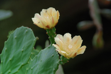 仙人掌开花