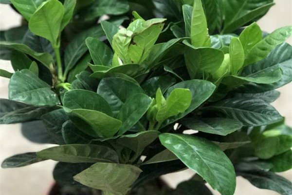 栀子花萎蔫怎么办 栀子花萎蔫怎么办