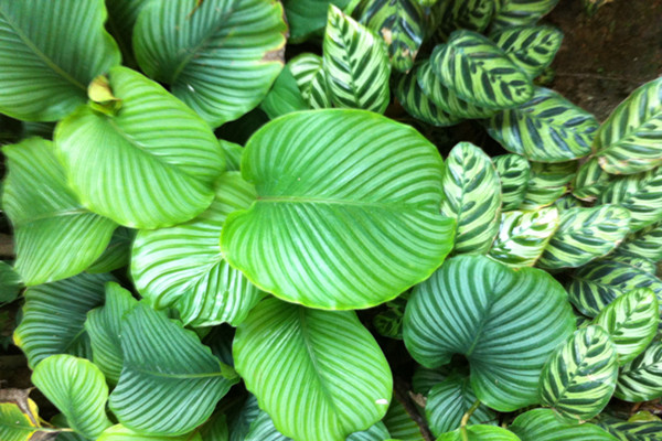 圆叶竹芋的虫害防治 圆叶竹芋的虫害防治