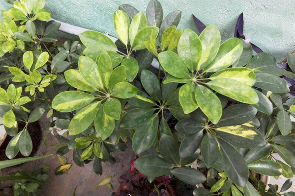 鸭脚木(鹅掌柴)虫害及防治方法 鸭脚木(鹅掌柴)虫害及防治方法