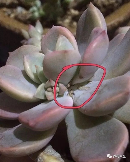 多肉普通蚧壳虫 多肉普通蚧壳虫