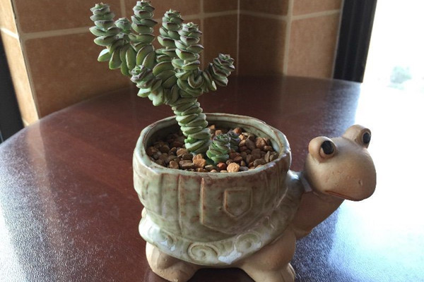 多肉植物摊大饼怎么办 多肉植物摊大饼怎么办
