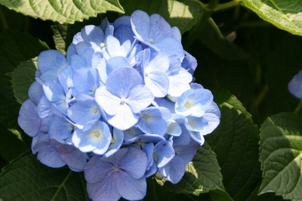 八仙花(绣球花)虫害防治 八仙花(绣球花)虫害防治