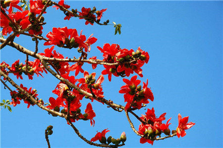 图片木棉花 图片木棉花