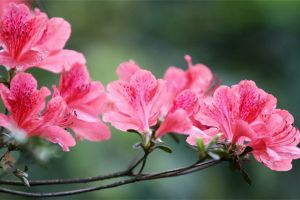 杜鹃花花蕾枯萎怎么办