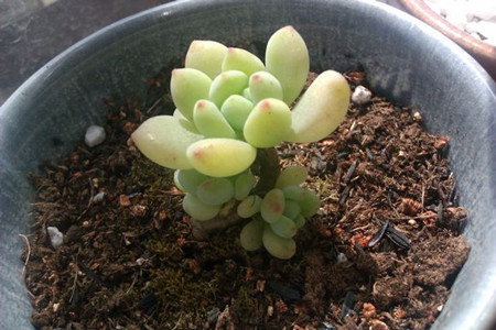 凝脂莲的虫害
