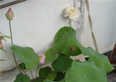 碗莲不开花是因为光照不足