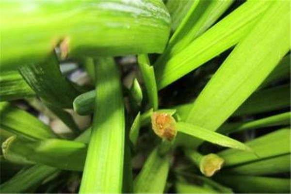 怎么避免水仙花出现“哑花” 怎么避免水仙花出现“哑花”
