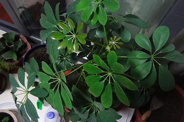 鸭脚木(鹅掌柴)病害及防治方法 鸭脚木(鹅掌柴)病害及防治方法