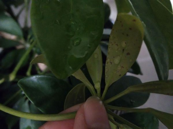 鸭脚木炭疽病