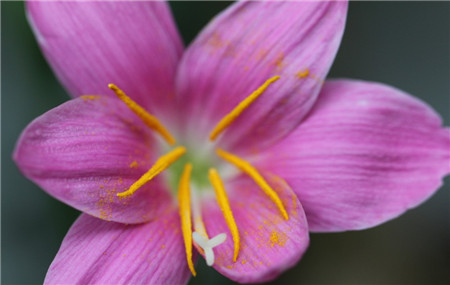 韭菜莲怎么能多开花