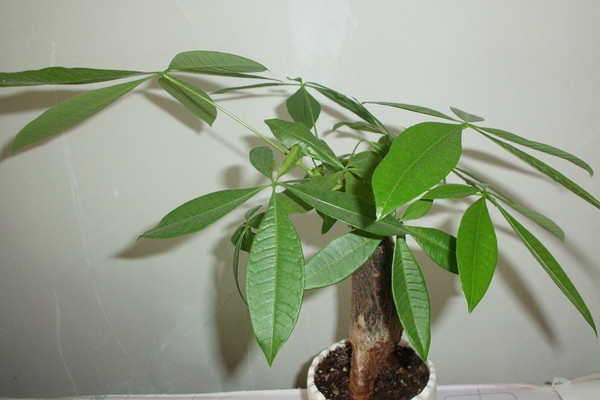 大规模干枯,落叶,那些濒临死亡的植物该如何拯救 大规模干枯,落叶,那些濒临死亡的植物该如何拯救