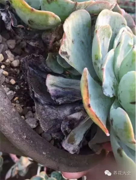 剪去受冻部分 剪去受冻部分