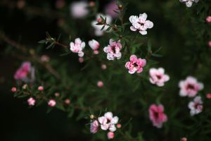 松红梅开花分散怎么办