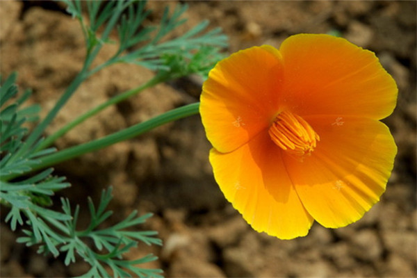 花菱草徒长了怎么办 花菱草徒长了怎么办