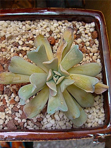 特玉莲叶片腐烂