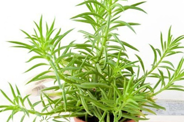 斧叶椒草徒长了怎么办 斧叶椒草徒长了怎么办