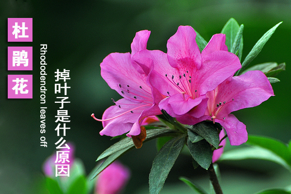 杜鹃花掉叶子是什么原因 杜鹃花掉叶子是什么原因