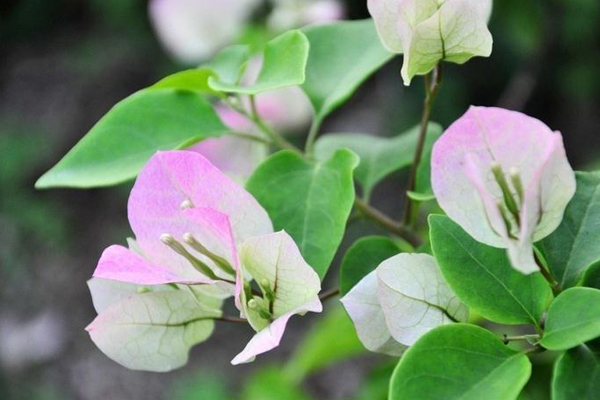 三角梅掉花、掉叶子怎么办? 三角梅掉花、掉叶子怎么办?