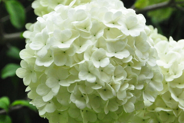 八仙花(绣球花)怎么不开花? 八仙花(绣球花)怎么不开花?