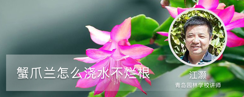 蟹爪兰怎么浇水不烂根,烂根怎么办 蟹爪兰怎么浇水不烂根,烂根怎么办
