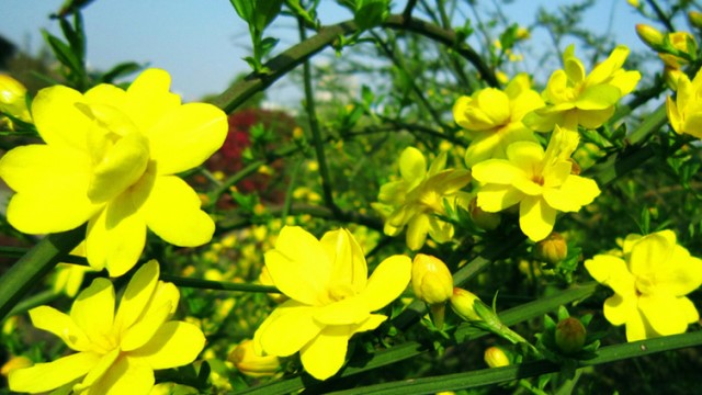 迎春花烂根怎么办 迎春花烂根怎么办