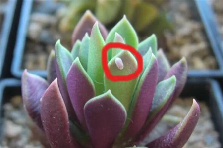 介壳虫 介壳虫